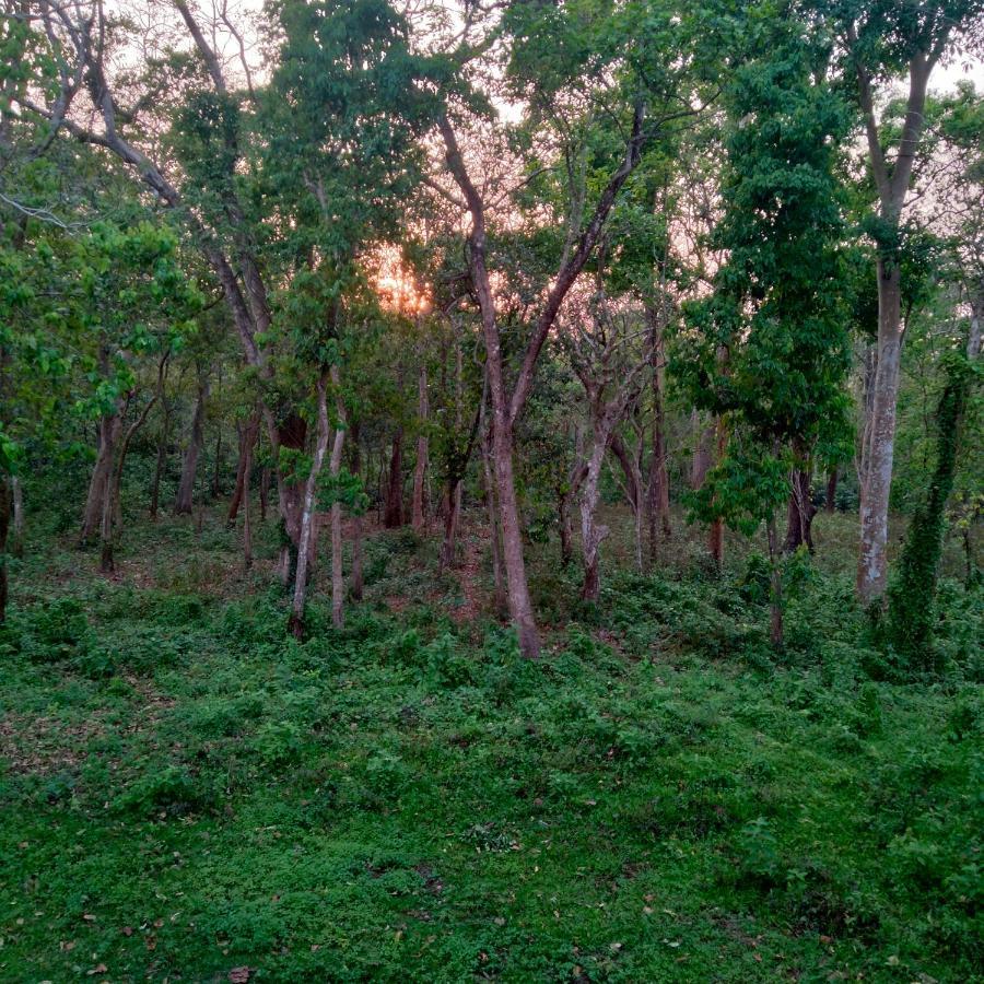 Hotel Tiger Tops Sauraha Exteriör bild