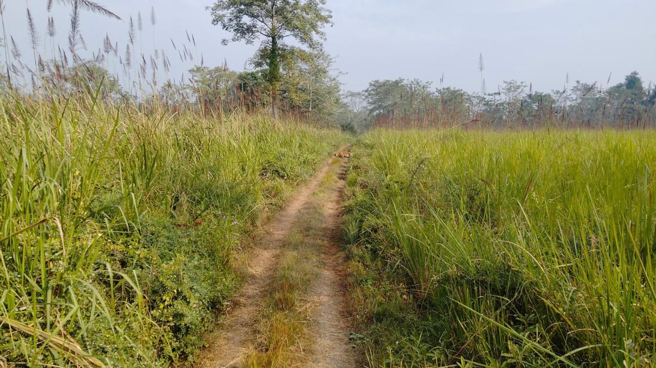 Hotel Tiger Tops Sauraha Exteriör bild