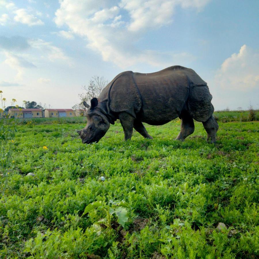 Hotel Tiger Tops Sauraha Exteriör bild