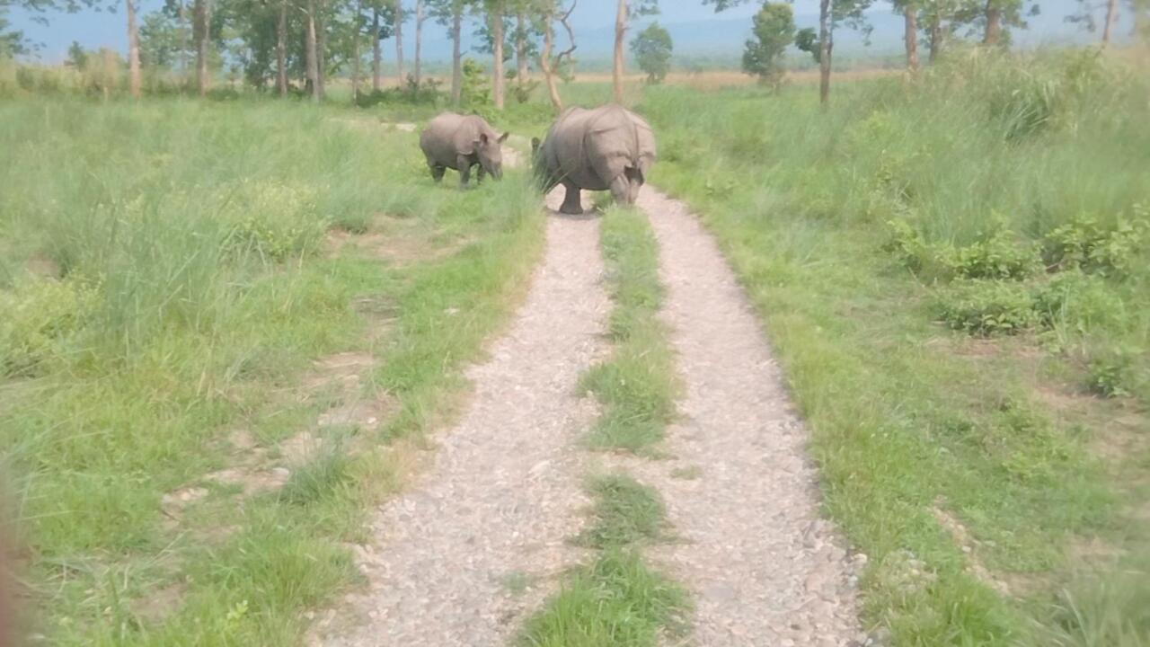 Hotel Tiger Tops Sauraha Rum bild