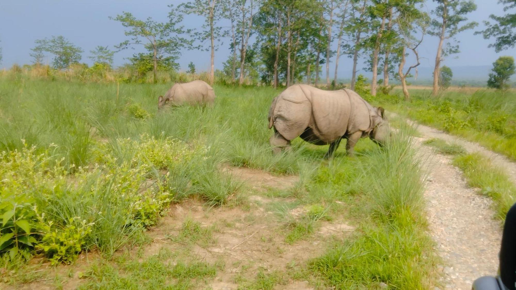 Hotel Tiger Tops Sauraha Exteriör bild
